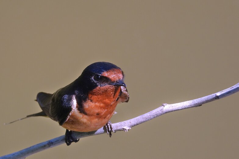 A barn swallow perched on a branch